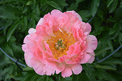 Coral Sunset Peony (Paeonia 'Coral Sunset') at Holland Nurseries