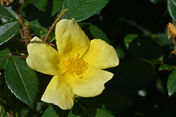 Sunny Knock Out Rose (Rosa 'Radsunny') at Holland Nurseries