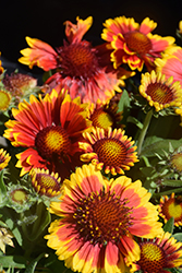 Arizona Sun Blanket Flower (Gaillardia x grandiflora 'Arizona Sun') at Holland Nurseries