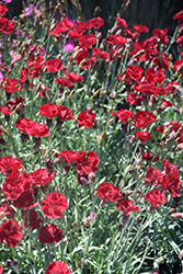 Fire Star Pinks (Dianthus 'Devon Xera') at Holland Nurseries