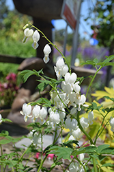 White Bleeding Heart (Dicentra spectabilis 'Alba') at Holland Nurseries