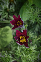 Red Pasqueflower (Pulsatilla vulgaris 'Rubra') at Holland Nurseries