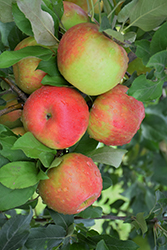 Honeycrisp Apple (Malus 'Honeycrisp') at Holland Nurseries