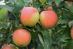 Gala Apple (Malus 'Gala') at Holland Nurseries