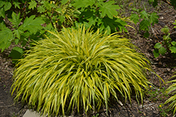 Golden Variegated Hakone Grass (Hakonechloa macra 'Aureola') at Holland Nurseries