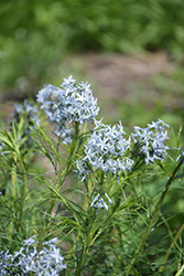 Narrow-Leaf Blue Star (Amsonia hubrichtii) at Holland Nurseries