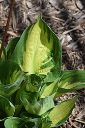 Whirlwind Hosta (Hosta 'Whirlwind') at Holland Nurseries