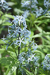 Narrow-Leaf Blue Star (Amsonia hubrichtii) at Holland Nurseries