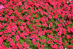 Supertunia Vista Paradise Petunia (Petunia 'BBTUN98901') at Holland Nurseries
