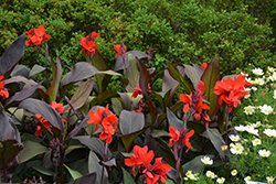 Cannova Bronze Scarlet Canna (Canna 'Cannova Bronze Scarlet') at Holland Nurseries