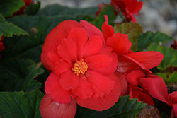 Nonstop Red Begonia (Begonia 'Nonstop Red') at Holland Nurseries