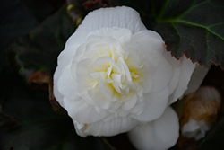 Nonstop Mocca White Begonia (Begonia 'Nonstop Mocca White') at Holland Nurseries
