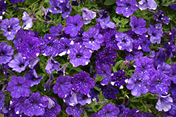 Headliner Night Sky Petunia (Petunia 'KLEPH15313') at Holland Nurseries