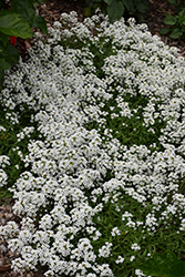 Stream White Sweet Alyssum (Lobularia maritima 'Stream White') at Holland Nurseries