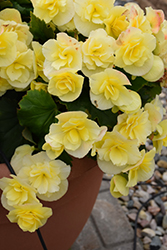 Solenia Yellow Begonia (Begonia x hiemalis 'Solenia Yellow') at Holland Nurseries
