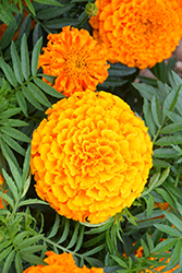 Taishan Orange Marigold (Tagetes erecta 'Taishan Orange') at Holland Nurseries