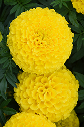 Taishan Yellow Marigold (Tagetes erecta 'Taishan Yellow') at Holland Nurseries