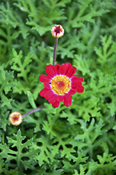 Sassy Red (Argyranthemum frutescens 'Sassy Red') at Holland Nurseries