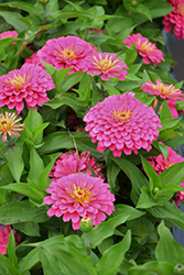 Dreamland Pink Zinnia (Zinnia 'Dreamland Pink') at Holland Nurseries