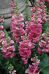 Liberty Classic Rose Pink Snapdragon (Antirrhinum majus 'Liberty Classic Rose Pink') at Holland Nurseries