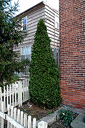 Dark Green Arborvitae (Thuja occidentalis 'Nigra') at Holland Nurseries