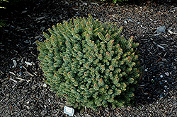 Machala Hybrid Spruce (Picea x mariorika 'Machala') at Holland Nurseries