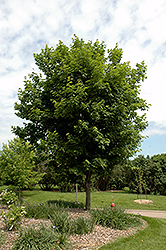 Sugar Maple (Acer saccharum) at Holland Nurseries