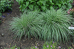 Blue Heaven Bluestem (Schizachyrium scoparium 'Blue Heaven') at Holland Nurseries