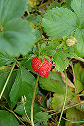 Eclair Strawberry (Fragaria 'Eclair') at Holland Nurseries