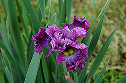 Strawberry Fair Siberian Iris (Iris sibirica 'Strawberry Fair') at Holland Nurseries