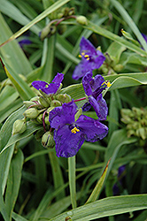Zwanenburg Blue Spiderwort (Tradescantia x andersoniana 'Zwanenburg Blue') at Holland Nurseries