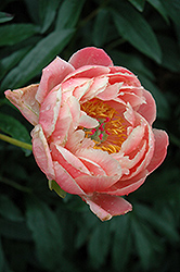 Coral Charm Peony (Paeonia 'Coral Charm') at Holland Nurseries