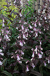 Dark Towers Beard Tongue (Penstemon 'Dark Towers') at Holland Nurseries
