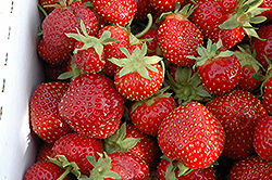 Seascape Strawberry (Fragaria 'Seascape') at Holland Nurseries