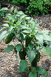 Jalapeno Pepper (Capsicum annuum 'Jalapeno') at Holland Nurseries
