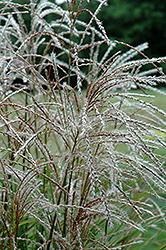 Huron Sunrise Maiden Grass (Miscanthus sinensis 'Huron Sunrise') at Holland Nurseries