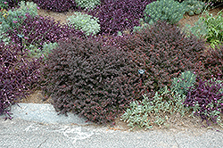Royal Burgundy Japanese Barberry (Berberis thunbergii 'Gentry') at Holland Nurseries
