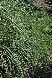 Little Zebra Dwarf Maiden Grass (Miscanthus sinensis 'Little Zebra') at Holland Nurseries