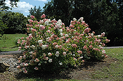 Vanilla Strawberry Hydrangea (Hydrangea paniculata 'Renhy') at Holland Nurseries