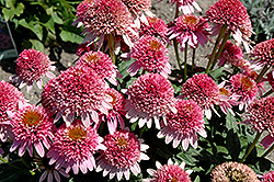 Butterfly Kisses Coneflower (Echinacea purpurea 'Butterfly Kisses') at Holland Nurseries