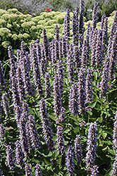 Blue Fortune Anise Hyssop (Agastache 'Blue Fortune') at Holland Nurseries