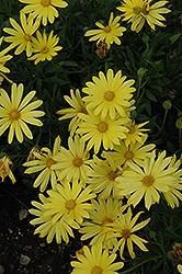 Voltage Yellow African Daisy (Osteospermum 'Voltage Yellow') at Holland Nurseries