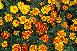 Durango Bolero Marigold (Tagetes patula 'Durango Bolero') at Holland Nurseries