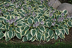 First Frost Hosta (Hosta 'First Frost') at Holland Nurseries