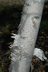 Paper Birch (Betula papyrifera) at Holland Nurseries