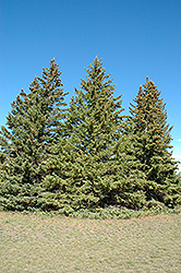 White Spruce (Picea glauca) at Holland Nurseries
