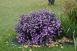 Purple Dome Aster (Symphyotrichum novae-angliae 'Purple Dome') at Holland Nurseries