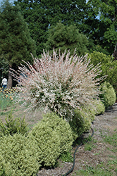 Tricolor Willow (tree form) (Salix integra 'Hakuro Nishiki (tree form)') at Holland Nurseries