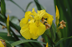 Yellow Flag Iris (Iris pseudacorus) at Holland Nurseries