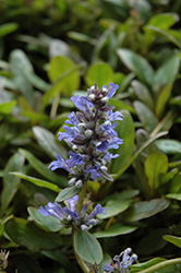 Blueberry Muffin Bugleweed (Ajuga reptans 'Blueberry Muffin') at Holland Nurseries